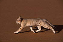 Sand cat (Felis margarita) female walking across territory, Tenere, Sahara, Niger