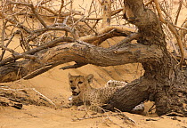 Cheetah (Acinonyx jubatus) male resting in shade at midday,  Tenere, Sahara, Niger,