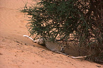Cheetah (Acinonyx jubatus) resting under Acacia tree (Vachellia tortilis) Tenere, Sahara, Niger.