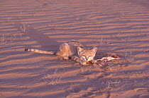 Sand cat (Felis margarita) female with Jerboa (Dipodidae) prey, Sahara, Niger.