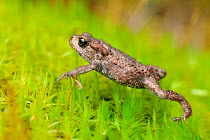 Common Toad (Bufo bufo) juvenile toadlet walking over moss in birchwood in late summer, Inverness-shire, Scotland, September.