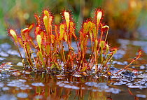 Great sundew (Drosera anglica) growing in a bog at the Beinn Eighe National Nature Reserve, Wester Ross, Scotland, July.