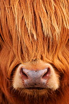 Highland Cow (Bos taurus) close-up, Isle of Mull, Inner Hebrides, Scotland, April.