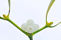 Mistletoe (Viscum album) close-up of berries, England, December.