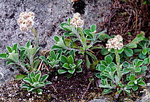 Mountain Everlasting (Antennaria dioica) in flower, Isle of Rum National Nature Reserve, Inner Hebrides, Scotland, June.