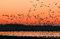 Pinkfooted geese (Anser brachyrhynchus) flock of geese returning to overnight roost on moorland loch at dusk, Scottish Borders, Scotland, October.