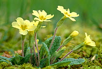 Primrose (Primula vulgaris)  flowers in decidious woodland, Berwickshire, Scotland, April.