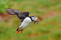 Puffin (Fratercula arctica) bringing sand eels to feed young, Staple Island, Farne Islands, Northumberland, England, June