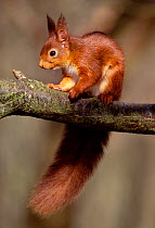 Red squirrel (Sciurus vulgaris) adult in winter coat in deciduous woodland, Berwickshire, Scotland, March.