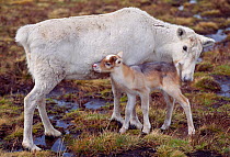 Reindeer (Rangifer tarandus) reindeer cow with calf in late spring, reintroduced Cairngorm Reindeer Herd, Cairngorm National Park, Speyside, Scotland May.