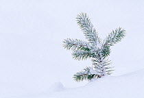 Scots Pine (Pinus sylvestris) tree  seedling in snow, Abernethy Forest RSPB Reserve, Cairngorm National Park, Strathspey, Scotland, December.