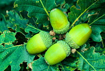 Sessile / Durmast oak (Quercus petraea) acorns in late summer, Ford Moss local nature reserve, Northumberland, August.