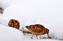 Woodcock (Scolopax rusticola) probing for invertebrate prey in  marsh in wintry conditions, Berwickshire, Scotland, January.