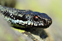 Adder (Vipera berus) close-up of male moving over rocks, Harthope Valley, Cheviot Hills, Northumberland National Park, England, May