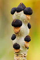 Ash (Fraxinus excelsior) winter buds on twig, Berwickshire, Scotland March