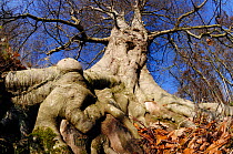 Beech (Fagus sylvatica) mature tree in winter, Paxton House Estate, Berwickshire, Scotland, December