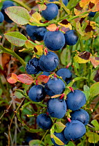 Blaeberry / Bilberry (Vaccinium myrtillus) fruits, Ben Lawers, National Trust for Scotland Property, Perthshire, Scotland, August.