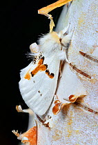 White prominent moth (Leucodonta bicoloria) County Kerry, Republic of Ireland.