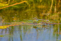 Common green darner dragonfly (Anax junius) pair egg laying on the Madison River, Bozeman, Montana, USA, June.