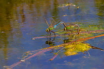 Common green darner dragonfly (Anax junius) pair egg laying on the Madison River, Bozeman, Montana, USA, June.