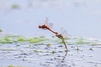 Variegated meadowhawk dragonfly  (Sympetrum corruptum) pair flying to lay eggs whilst mating, Madison River, Montana, USA, June.