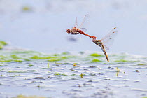 Variegated meadowhawk dragonfly  (Sympetrum corruptum) pair flying to lay eggs whilst mating, Madison River, Montana, USA, June.