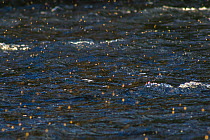 Large numbers of Caddis fly (Brachycentrus occidentalis)  in mating flight over the Madison River, Montana, USA, July.
