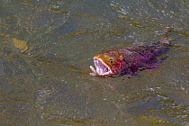 Yellowstone cut throat trout  (Oncorhynchus clarkii bouvieri) catching Stonefly (Pteronarcys californica)  Montana, USA, July.