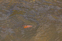 Stonefly (Pteronarcys californica) on water, Montana, USA, July.