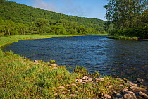 Blue ribbon trout stream, a branch of the Delaware River, New York,  USA, May.