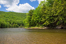 Long Pool on the Beaverkill river, a blue ribbon trout stream, New York, USA, May 2012.