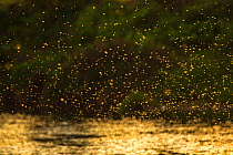 Caddisfly (Brachycentrus occidentalis) swarm in mating flight on summer evening over the  Madison River, Montana, USA, July.