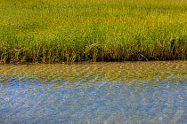 Salt marsh cord grass (Spartina alterniflora) on shore of Cape Cod, Massachusetts, USA, September.