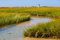 Salt marsh cord grass (Spartina alterniflora) on shore of Cape Cod, with Long Point Lighthouse in the background, Massachusetts, USA, September.