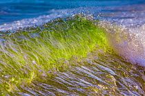 Waves off the Atlantic ocean, Cape Cod, Massachusetts, USA, September.