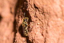 Green furrow bee (Lasioglossum morio) female outside nest burrow, Monmouthshire, Wales, UK, August.