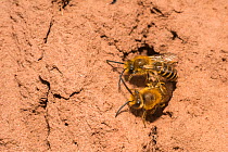 Ivy bee (Colletes hederae),  male guarding nest burrow with female inside, Monmouthshire, Wales, UK, September.