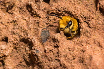 Ivy bee (Colletes hederae), female inside nest burrow, Monmouthshire, Wales, UK, September.