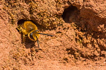 Ivy bee (Colletes hederae) female inside nest burrow, Monmouthshire, Wales, UK, September.