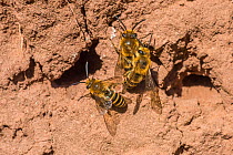 Ivy bee (Colletes hederae) two males fighting for female outside nest burrow, Monmouthshire, Wales, UK, September.