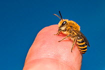 Ivy bee (Colletes hederae) male on human finger, Monmouthshire, Wales, UK, September.