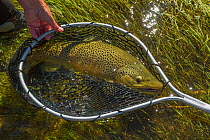 Prize 6lb male hook jawed Brown trout (Salmo trutta) caught in net, Beaverhead River, Montana, USA. September 2010.