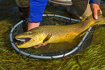 Prize 6lb male hook jawed Brown trout (Salmo trutta) caught in net, Beaverhead River, Montana, USA. September 2010.