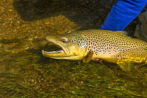 Prize 6lb male hook jawed Brown trout (Salmo trutta)  held in hand, Beaverhead River, Montana, USA. September 2010.