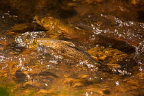 Brown trout (Salmo trutta) in spawning creek, Yellowstone National Park, Montana, USA. October.
