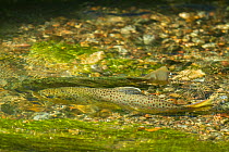 Brown trout (Salmo trutta) pair spawning in creek, Yellowstone National Park, Montana, USA, October.