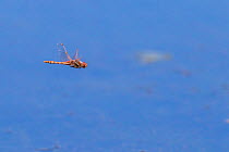 Variegated meadowhawk dragonfly (Sympetrum corruptum) male flying over Madison River. Montana, USA, June.
