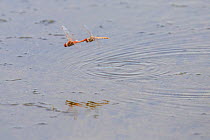 Variegated meadowhawk dragonfly (Sympetrum corruptum) pair flying over Madison River to lay eggs. Montana, USA, June.