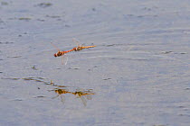 Variegated meadowhawk dragonfly (Sympetrum corruptum) pair flying over Madison River to lay eggs. Montana, USA, June.