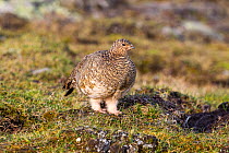 Rock ptarmigan (Lagopus muta) female, Spitsbergen, Svalbard,  Norway, Arctic Ocean
